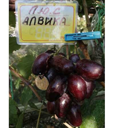Алвика