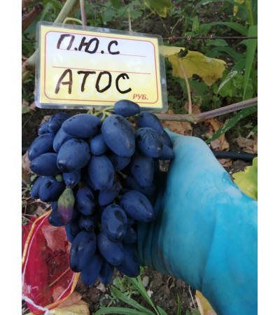 Атос