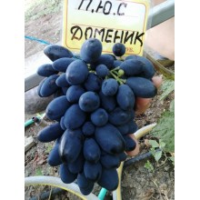 Доменик
