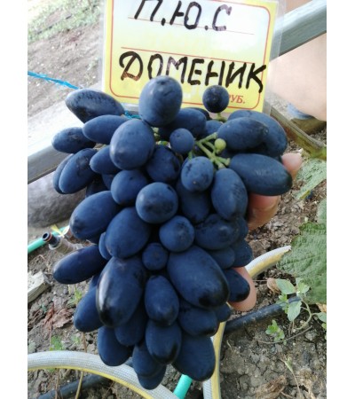 Доменик