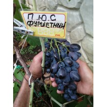 Фуршетный