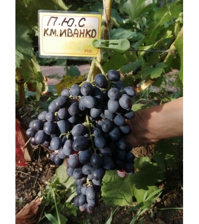 к.м. Иванко 