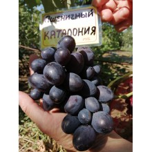Каталония
