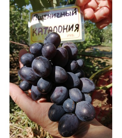 Каталония