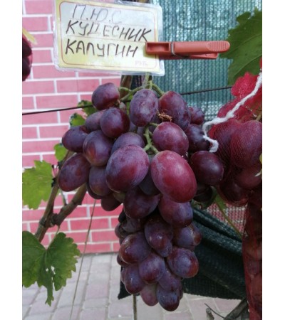 Кудесник Калугина