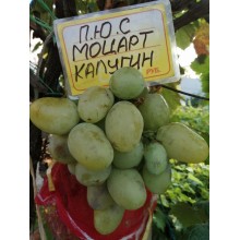Моцарт Калугина