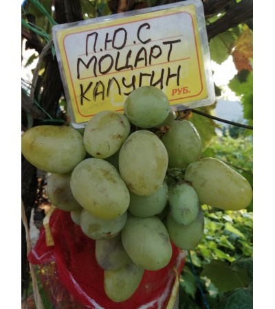 Моцарт Калугина