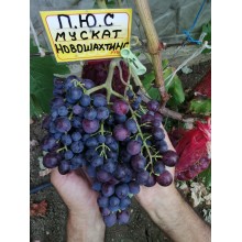 Муск. Новошахтинский
