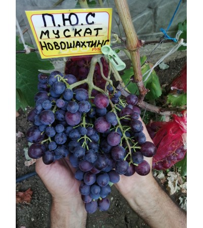 Муск. Новошахтинский