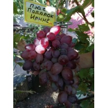 Подарок Ирине
