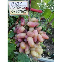 Потомок Ризомата