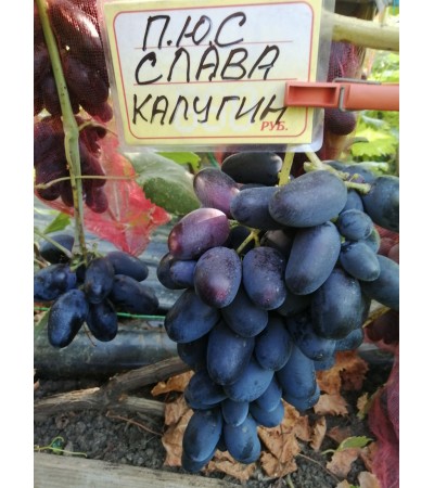 Слава Калугин