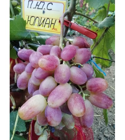 Юлиан