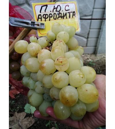 к.м. Афродита