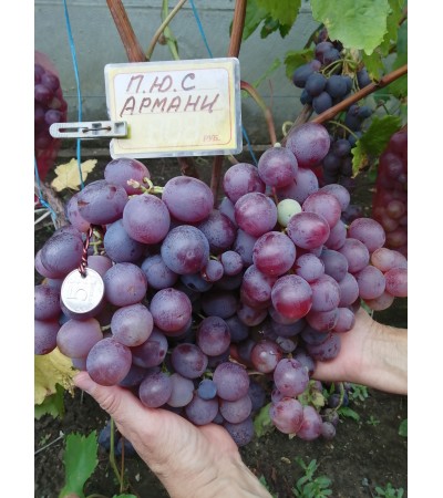 Армани