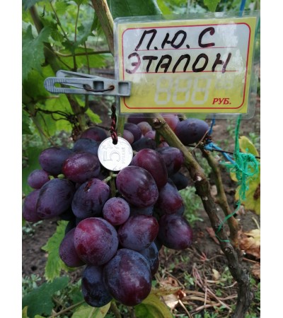 Эталон