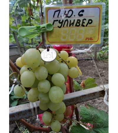 Гулливер