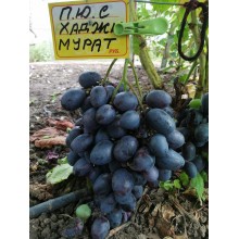 Хаджи Мурат