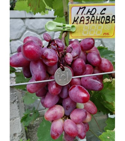 Казанова