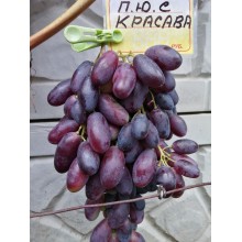 Красава