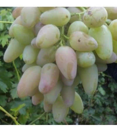 Кураж