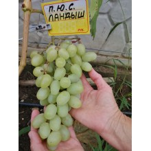 Ландыш