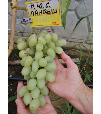 Ландыш