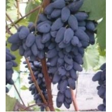 Памяти Негруля