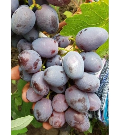 Пегас