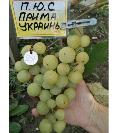 Прима Украины