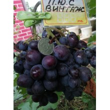 Винтаж